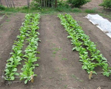 Planter, cultiver et entretenir un daikon, quand planter en pleine terre