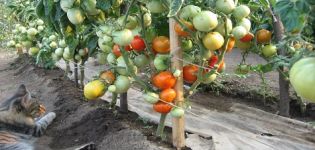 Caractéristiques et description de la variété de tomate Flash