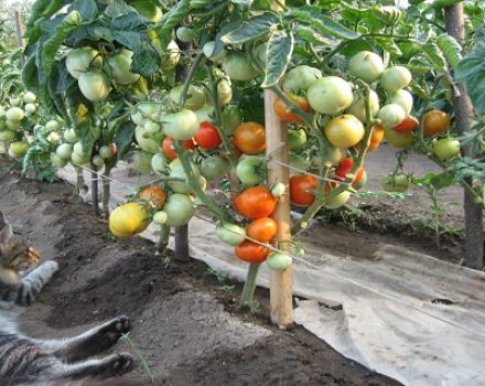 Characteristics and description of the tomato variety Flash