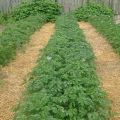 Different ways to mulch potatoes to increase yields