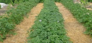 Différentes façons de pailler les pommes de terre pour augmenter les rendements