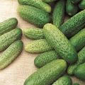 Description and characteristics of the Asterix cucumber variety, their advantages and disadvantages