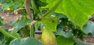 What is cucumber ascochitis, symptoms and control measures