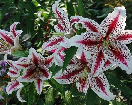 Description of the best varieties of oriental lilies, planting and care in the open field