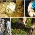 Symptoms and treatment of sheep hoof rot at home, prevention