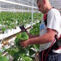 How to pinch cucumbers in a greenhouse correctly step by step