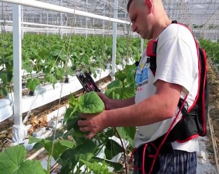 How to pinch cucumbers in a greenhouse correctly step by step