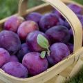 Description and characteristics of the Kabardinka plum variety, planting and care