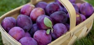 Penerangan dan ciri-ciri pelbagai jenis, penanaman dan penjagaan plum Kabardinka