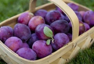 Paglalarawan at mga katangian ng iba't-ibang uri ng Kabardinka plum, pagtatanim at pangangalaga