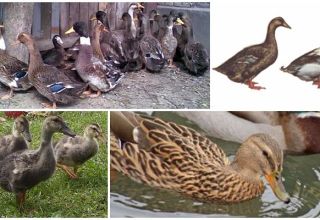 Description and characteristics of ducks of the Ukrainian breed, conditions of detention