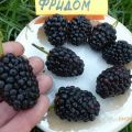 Description and characteristics of blackberries of the Prime Ark Freedom variety, reproduction and care