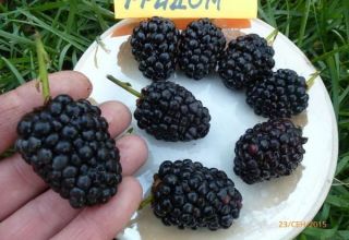 Description and characteristics of blackberry varieties Prime Ark Freedom, reproduction and care