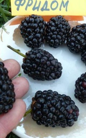 Descripción y características de las moras de la variedad Prime Ark Freedom, reproducción y cuidado.