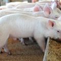 What are feed additives for pig growth, the rules for selection and use