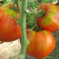 Ciri-ciri dan penerangan pelbagai jenis tomato Fleshy gula