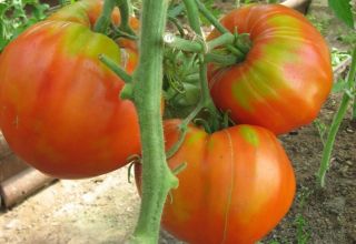 Caractéristiques et description de la variété de tomate Fleshy sucrée