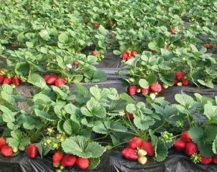 Berapa tahun strawberi dapat berbuah di satu tempat, terma dan syarat