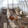 Cómo construir un gallinero de policarbonato y reglas para mantener aves