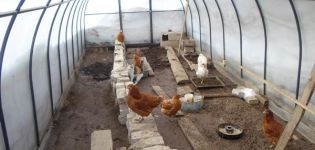 How to build a do-it-yourself chicken coop from polycarbonate and rules for keeping birds