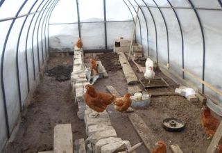 How to build a do-it-yourself chicken coop from polycarbonate and rules for keeping birds