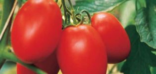 Caractéristiques et description de la variété de tomate Amulet, son rendement