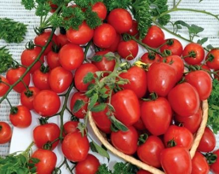 Characteristics and description of the strawberry tomato variety, its yield