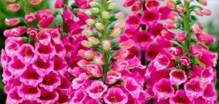 Planting and caring for digitalis in the open field, its types and medicinal properties