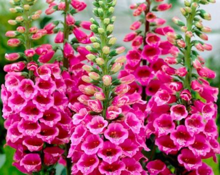 Digitalis planten en verzorgen in het open veld, zijn soorten en geneeskrachtige eigenschappen