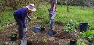 What is the distance between currant bushes should be when planting from each other