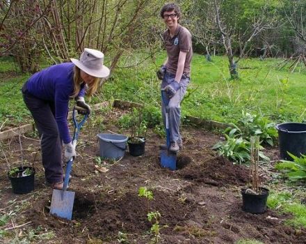 What distance between currant bushes should be when planting from each other