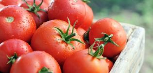 Ciri dan keterangan mengenai varieti tomato Tsunami, hasilnya