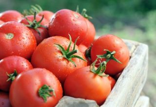 Ciri dan keterangan mengenai varieti tomato Tsunami, hasilnya