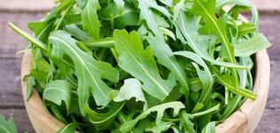 The best species and varieties of perennial arugula for growing in open ground and greenhouses, especially planting and plant care