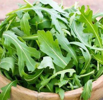 The best species and varieties of perennial arugula for growing in open ground and greenhouses, especially planting and plant care