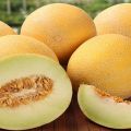 Description de la variété de melon Roksolana f1, culture et entretien de la culture