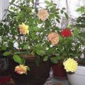 Description of varieties of indoor roses, how to grow and care at home in a pot