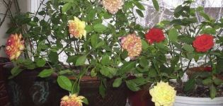 Description des variétés de roses d'intérieur, comment cultiver et entretenir à la maison dans un pot