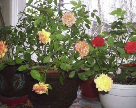 Description of varieties of indoor roses, how to grow and care at home in a pot