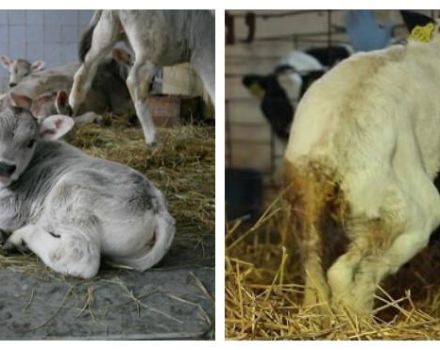 Causes de la diarrhée chez une vache et comment traiter la diarrhée à la maison, danger