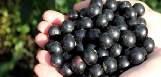 Description and characteristics of the currant variety Lazy, planting and care