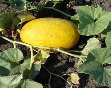 Description de la variété de melon ananas, caractéristiques de culture et d'entretien