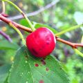 Description des maladies des cerises, que faire pour le traitement et les mesures pour les combattre