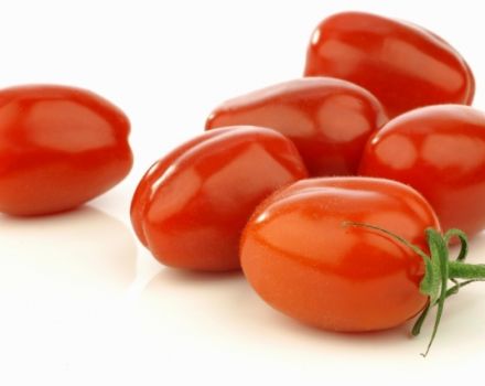 Productivity, characteristics and description of the tomato variety Red rooster