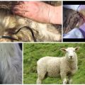 Features of castration of rams and the top 5 ways at home