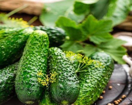 Description of the varieties of cucumbers of Polish selection: Krak, Snotlika, Sremsky, Andrus and Titus