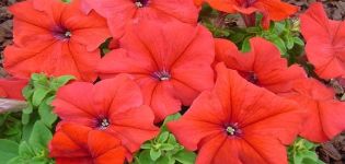 Description and varieties of petunias varieties Daddy, features of planting and care