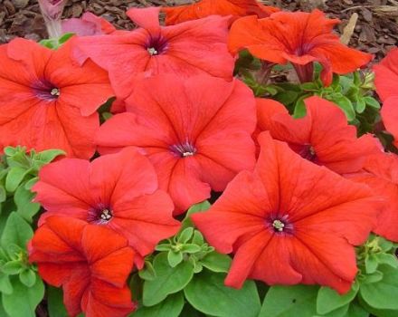 Description and varieties of petunias varieties Daddy, features of planting and care