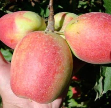 Description and characteristics of the Champagne apple variety, growing regions and yield