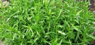 Varieties and types of bush tarragon, how to choose a fragrant tarragon and its use